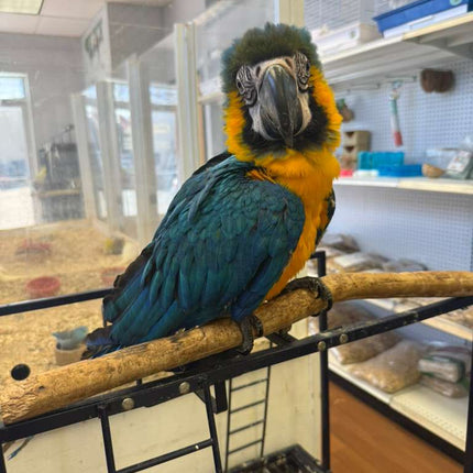 Blue And Gold Macaw
