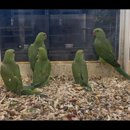 Indian Ringneck Parrot - Green