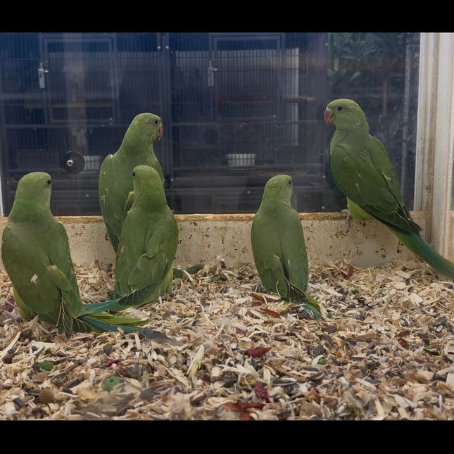 Indian Ringneck Parrot - Green