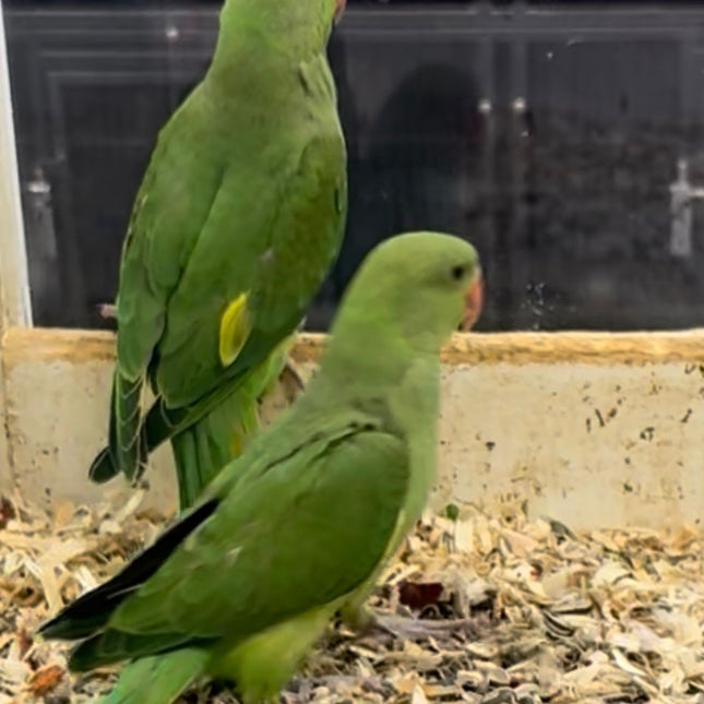 Indian Ringneck Parrot - Green