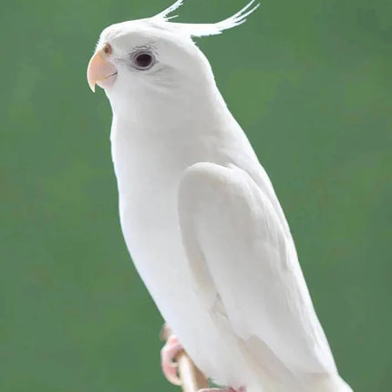 Albino Cockatiel
