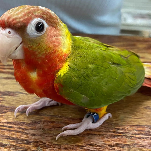 Pineapple  Conure