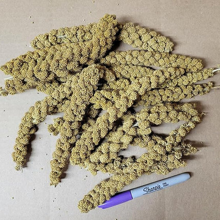 Brown's Traditional French Millet 05 lbs