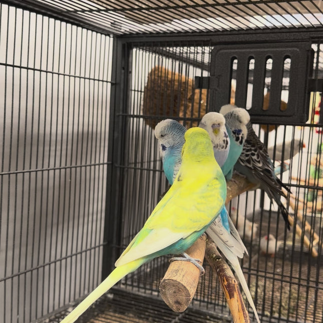 English Budgie Parakeet