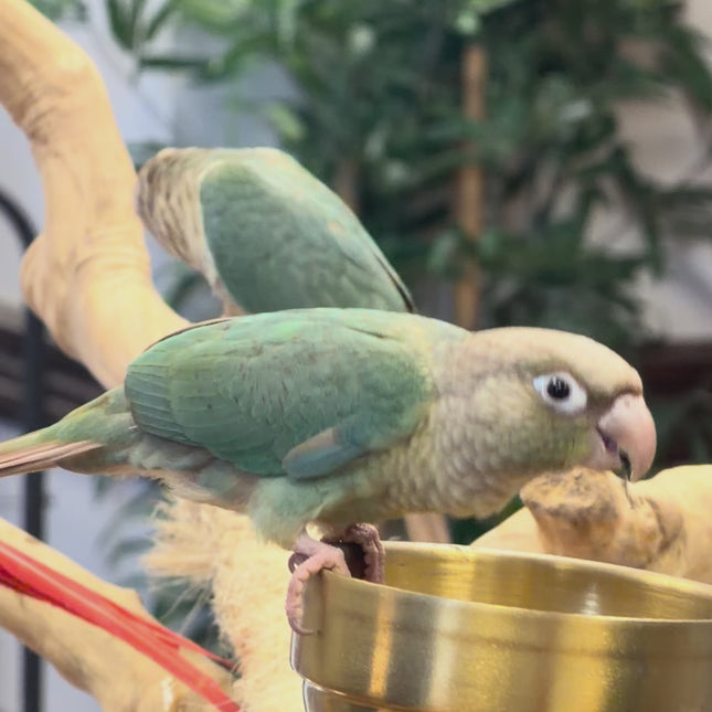 Green cheek Voilet Conure