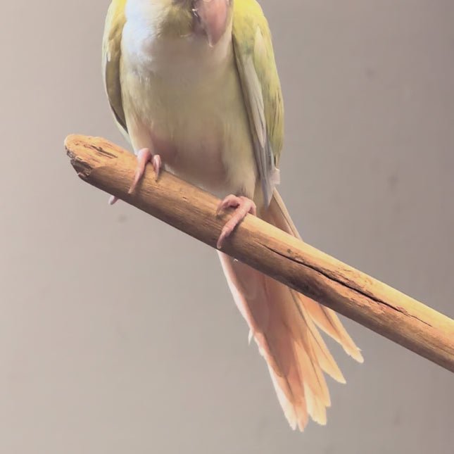 Moon cheek Conure