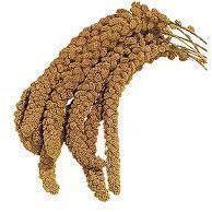 Brown's Traditional French Millet 25lbs