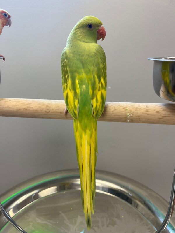 Pied Indian Ringneck Parrot.