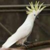 Sulphur Crested Cackatoo