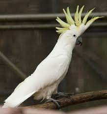 Sulphur Crested Cackatoo