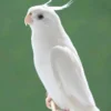 Albino Cockatiel