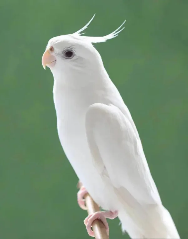 Albino Cockatiel