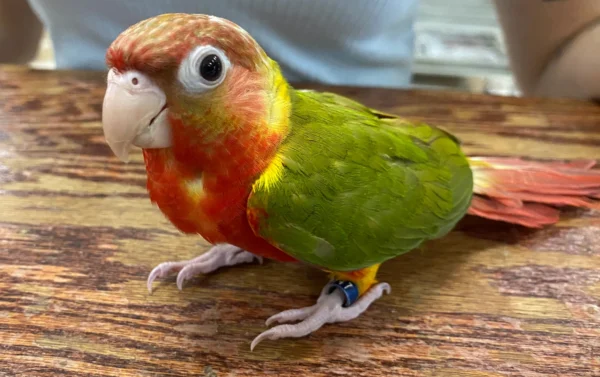 Pineapple  Conure